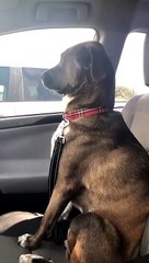 Ce chien n'aime vraiment pas aller chez le dentiste
