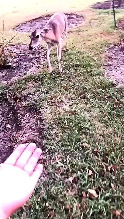 Adorable : cette homme fait connaissance avec une biche