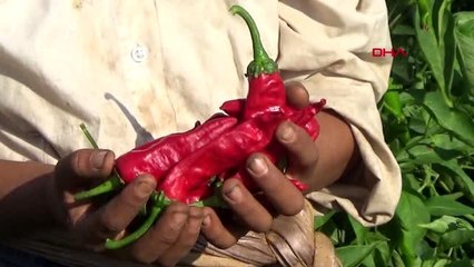 Gaziantep'te biber hasadına başladı