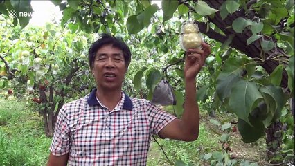 Chinese farmer grows bizarre baby-shaped pears