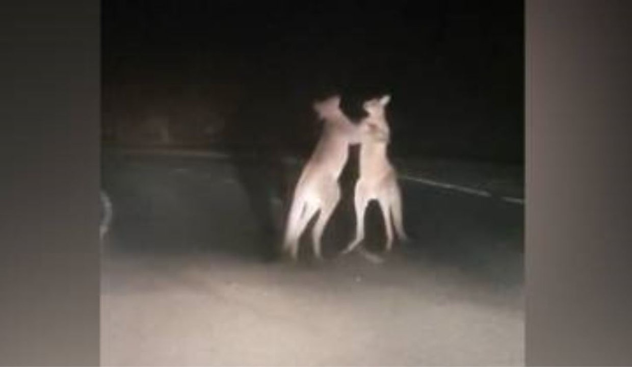 Kangaroos fighting in Australia Rocky Balboa Style !