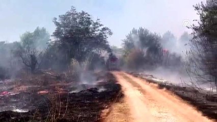 Kepez'de meyve bahçesi ve çalılık yangını