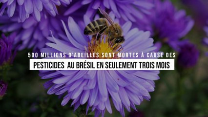 500 millions d’abeilles sont mortes à cause des pesticides au Brésil en seulement trois mois