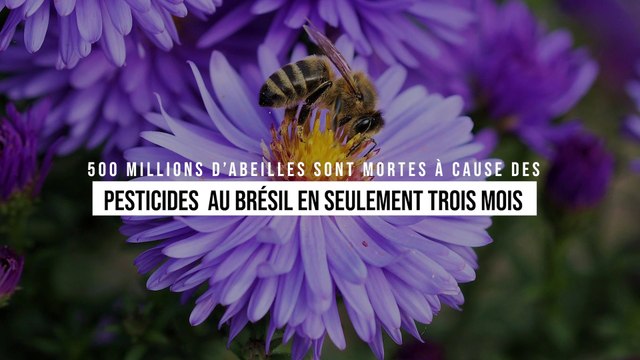 500 millions d’abeilles sont mortes à cause des pesticides au Brésil en seulement trois mois