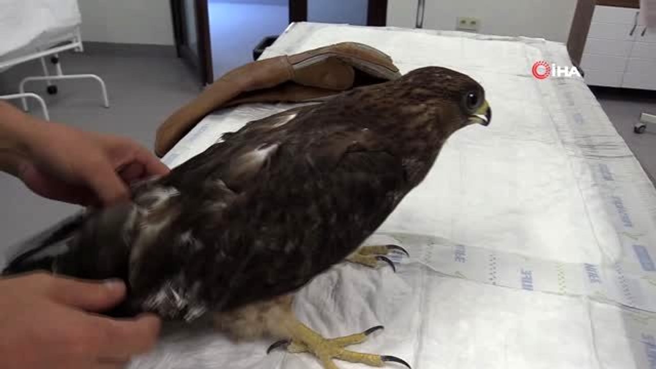 Açlıktan ölmek üzere olan şahini tedavi edip, doğaya saldı