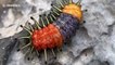 Beautiful tricolour caterpillar dances on rock in Thailand