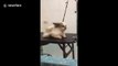 Filipino dog struggles to stay on table while hair dryer blows