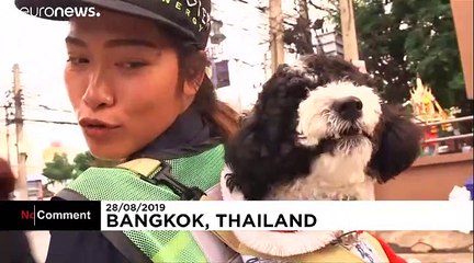 Varrer as ruas com o cão às costas