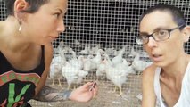 Se hace viral el vídeo de las veganas que no quieren 