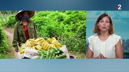 Commerce équitable : à qui profitent les labels ?