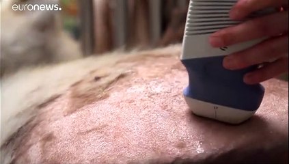 شاهد: أنثى الباندا منغ منغ حامل