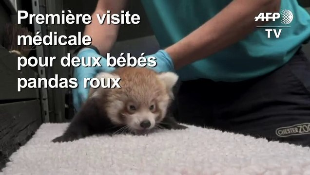 Deux bébés pandas roux examinés dans un zoo britannique