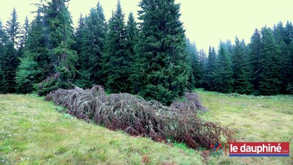 15 000 m3 de bois touchés par la crise du scolyte en Savoie