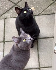 Cute Cats are Bird Bothered