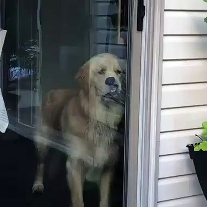 Poor Pup Waits Patiently