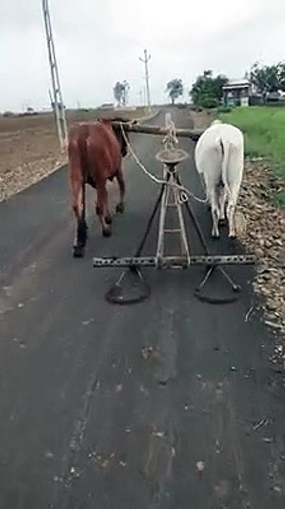 Indian OX