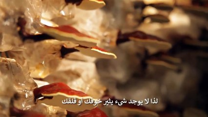 الجزء الرابع-  ماهي الجرعات المُقترحة للقانوديريما وما هو تأثيرها والأعمار المناسبة لها ؟