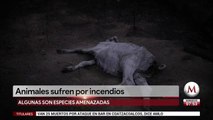Animales sufren por incendios en el Amazonas