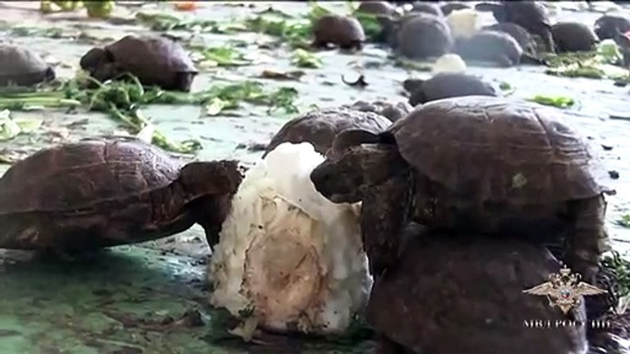 Russischer Zoll beschlagnahmt 4000 seltene Schildkröten