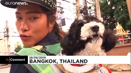 На работу с собакой за плеами