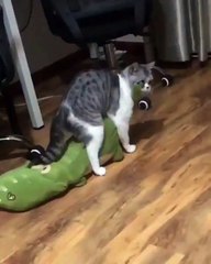 Quand ton chat essaie de sortir avec sa peluche, voici ce que ça donne !