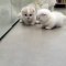 Adorable ! Regardez ces mignons chatons blancs avec leur maman.