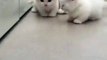 Adorable ! Regardez ces mignons chatons blancs avec leur maman.