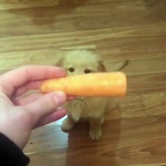 Ce golden adore les carottes. Admirez ce qu'il fait !