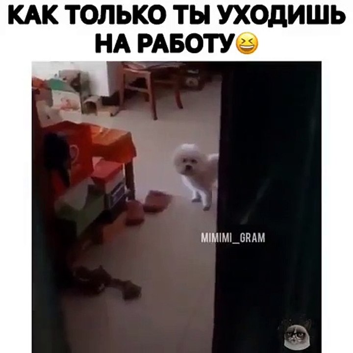 Trop drôle ! Regardez ce que va faire cette chatte !