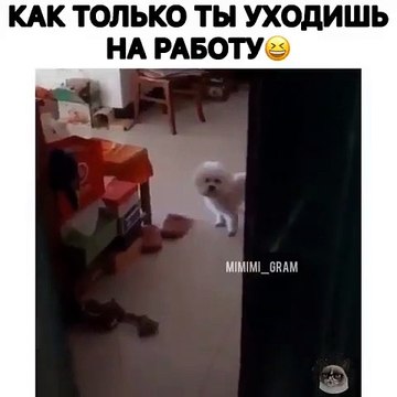 Trop drôle ! Regardez ce que va faire cette chatte !