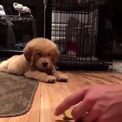 Admirez l'Epique duel entre chiot et citron. Marrant !