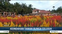 Melihat Keindahan Taman Bunga Celosia