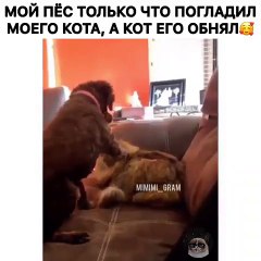 Incroyable ! Ce chiot demande un câlin à une chatte. Regardez !