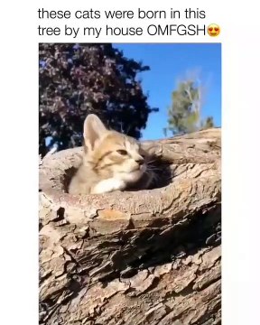 Stupéfiant ! Ces chatons refusent de quitter l'arbre duquel ils sont nés