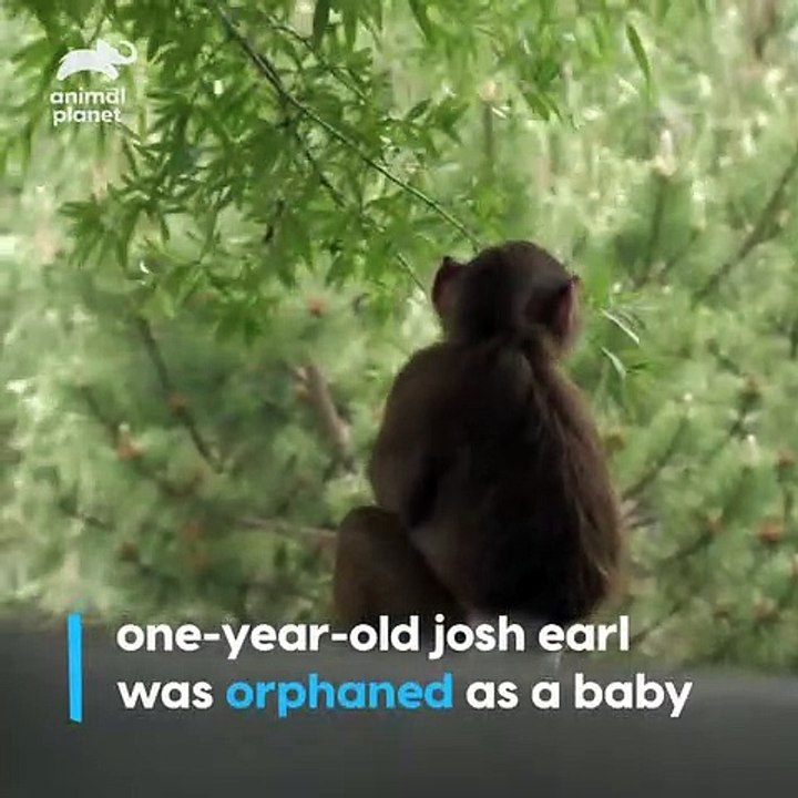 Une amitié hors du commun ! Regardez la complicité entre ce chien et ce singe