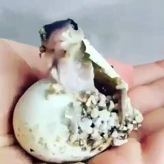 Vous allez frissonner! Admirez comment ce bébé serpent sort de son œuf.