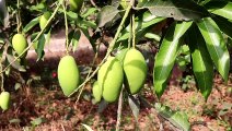 Fresh green mango in India - Village Regional