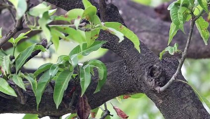 Mango Tree feel Relax - Village Regional