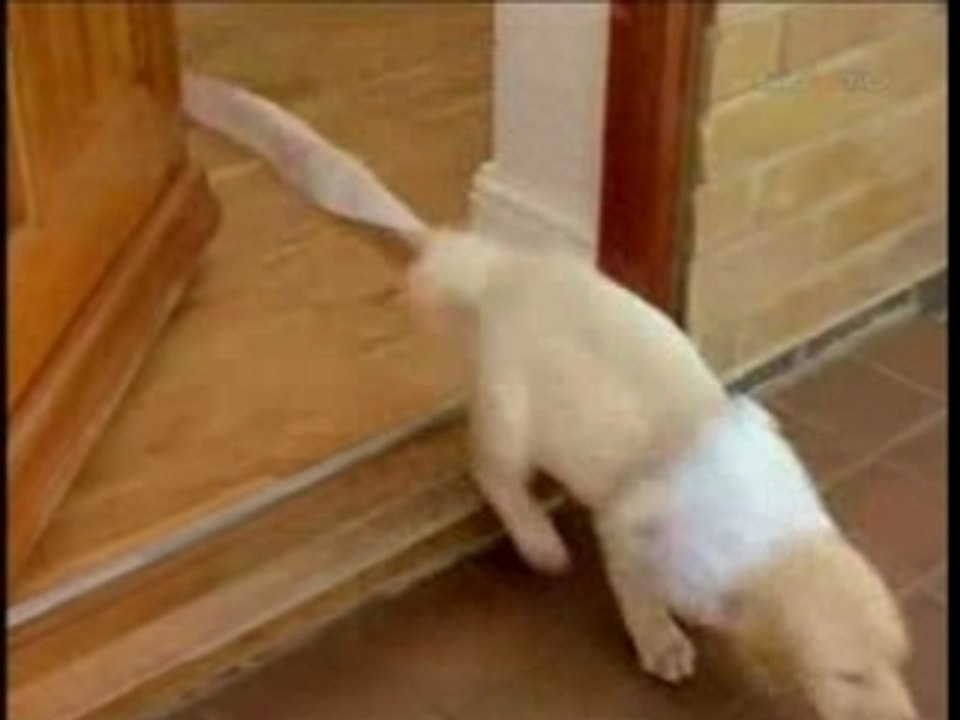 3166o-Yveuxjouerlechienchien