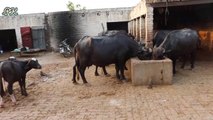 50 Buffaloes Farm in Pakistan | Buffaloes Farming in Urdu | Dairy Farming in Pakistan | Dairy Farm