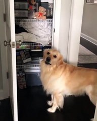 Trop cute ! Regardez comment cette femme va encourager son chien pour qu'il prenne son jouet