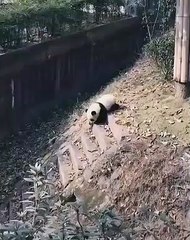 Pauvre bébé Panda ! Essayez de ne pas pleurer. Très émouvant !