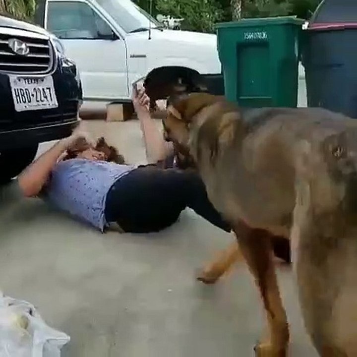 Ce chien tient toujours compagnie à son maître quand il répare sa voiture. Trop cool !