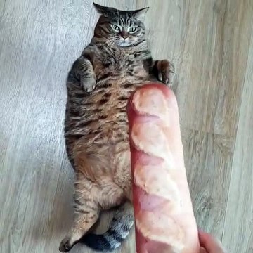 Cette chatte toute ronde adore jouer avec la baguette de pain. Regardez !