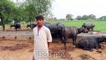 Buffaloes And Cows Dairy Farm | Buffaloes Dairy Farming in Pakistan | Cows Farming in Urdu -- سچے اور ایماندار نوجوان کا بھینسوں کے حوالے سے زبردست اور لاجواب انٹرویو ,اخراجات کم کریں اور زیادہ منافع کیسے حاصل کریں ؟