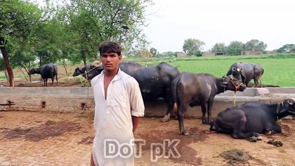 Buffaloes And Cows Dairy Farm | Buffaloes Dairy Farming in Pakistan | Cows Farming in Urdu -- سچے اور ایماندار نوجوان کا بھینسوں کے حوالے سے زبردست اور لاجواب انٹرویو ,اخراجات کم کریں اور زیادہ منافع کیسے حاصل کریں ؟