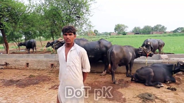 Buffaloes And Cows Dairy Farm | Buffaloes Dairy Farming in Pakistan | Cows Farming in Urdu سچے اور ایماندار نوجوان کا بھینسوں کے حوالے سے زبردست اور لاجواب انٹرویو ,اخراجات کم کریں اور زیادہ منافع کیسے حاصل کریں ؟