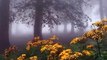 Cette forêt sublime digne de contes de fées existe en vrai, en Iran