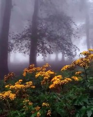 Cette forêt sublime digne de contes de fées existe en vrai, en Iran