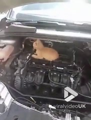 Le moteur de sa voiture ronronne... Mais vraiment